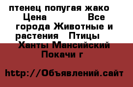 птенец попугая жако  › Цена ­ 60 000 - Все города Животные и растения » Птицы   . Ханты-Мансийский,Покачи г.